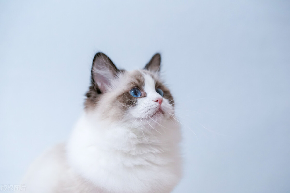 宠物猫养什么品种好,宠物猫什么品种好养又便宜