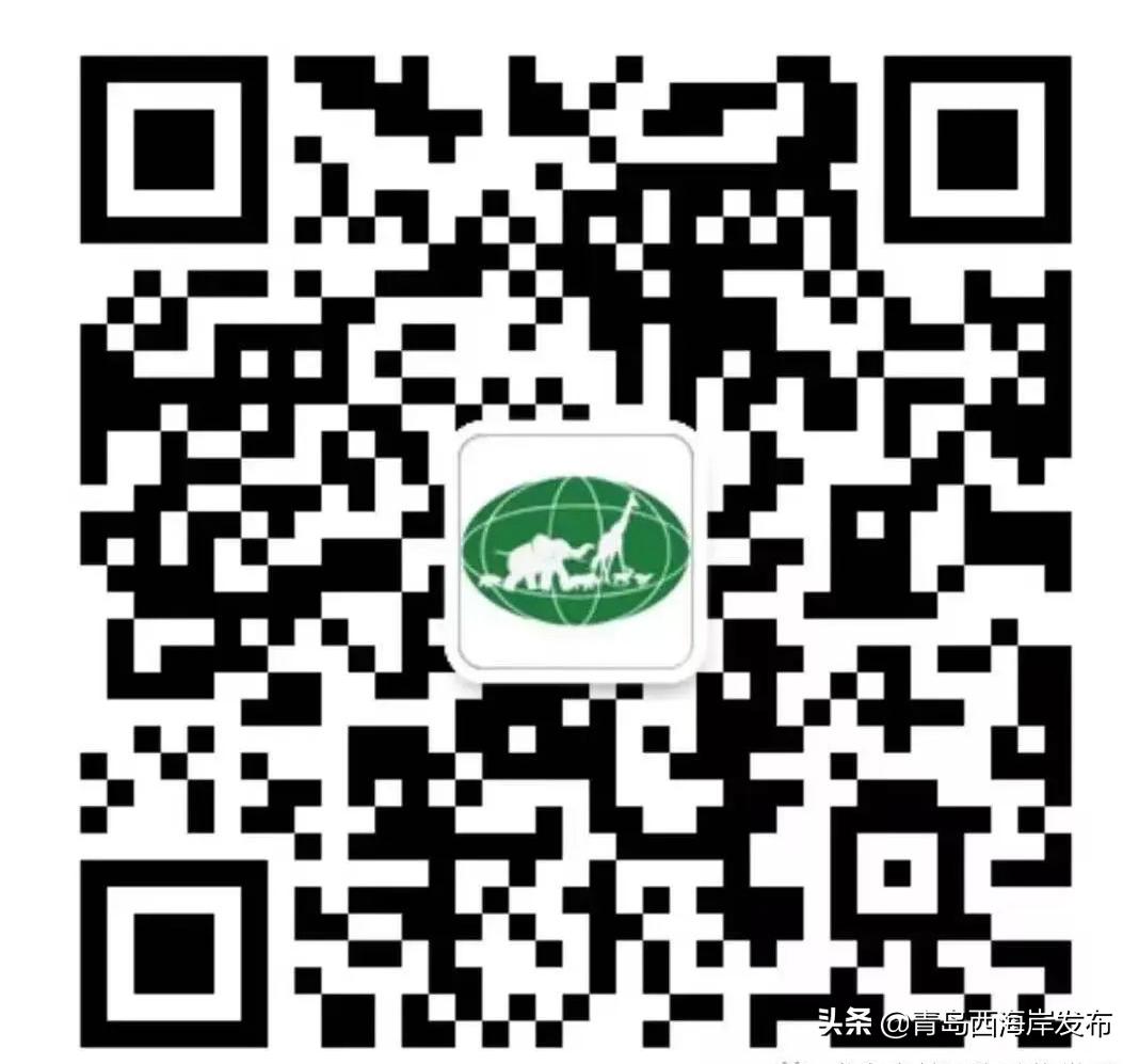 青岛冬天动物园野生动物世界,青岛野生森林动物园旅游攻略