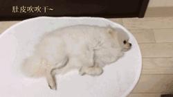 养博美的禁忌和注意事项,养博美怎么防止乱叫