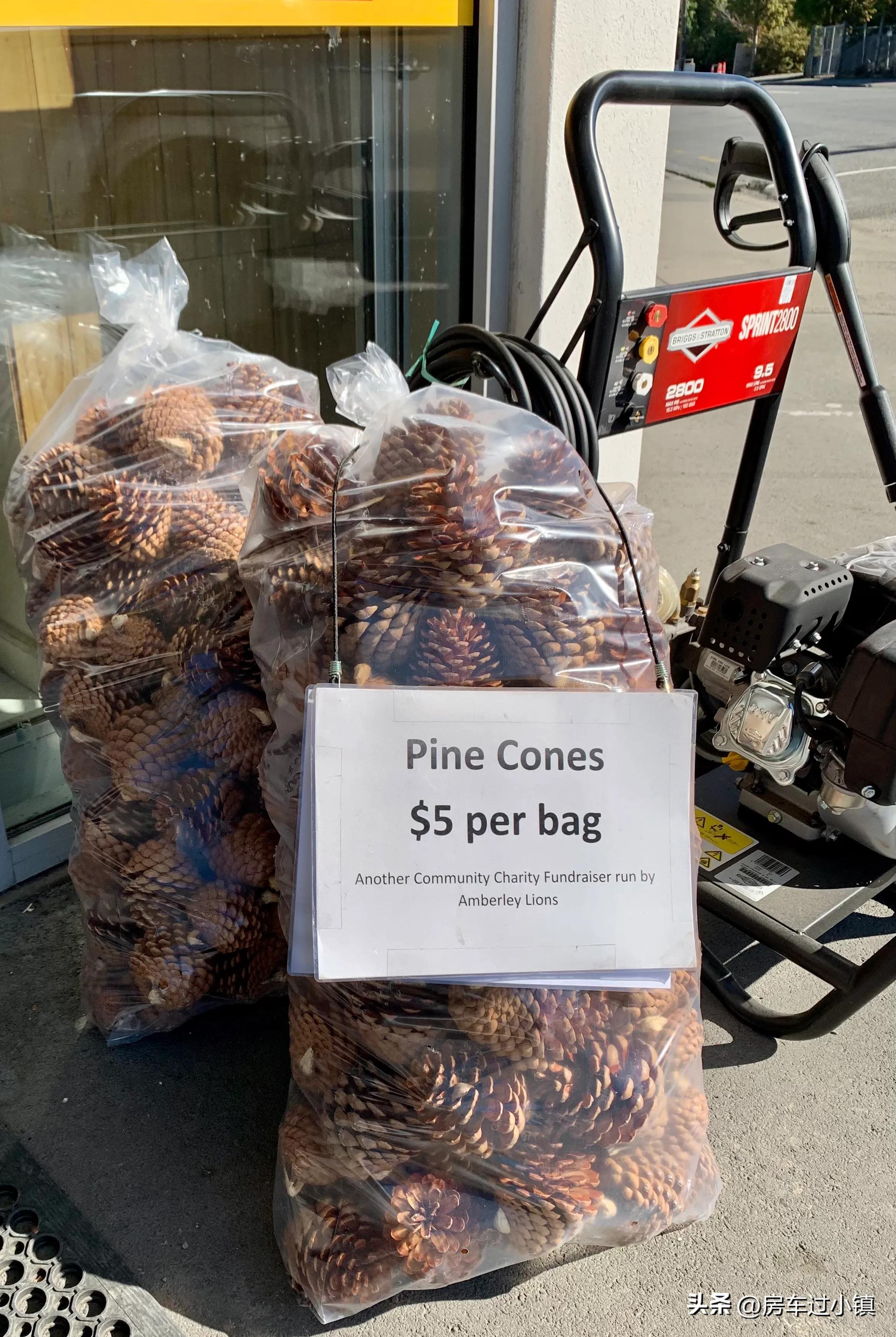 阿拉蕾的小镇、五元松果及其它——新手新车新西兰之十