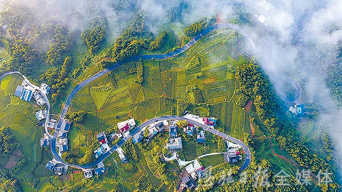 恩施硒茶品牌整合,恩施硒茶功效与作用