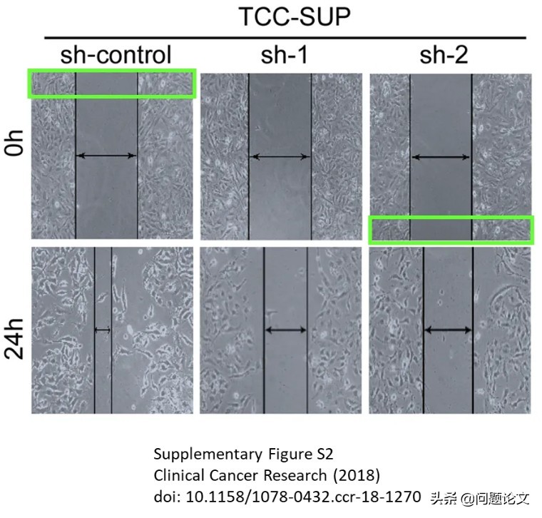 中山大学附属肿瘤医院与中大一院联合发表的12分论文又被质疑