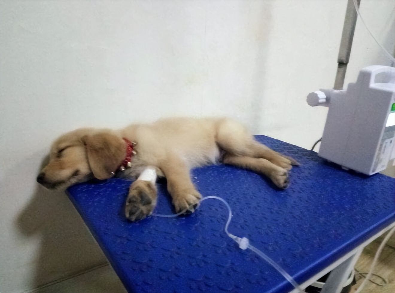 狗狗得了细小怎么确定治疗好了,狗狗细小中后期治疗可以治愈吗