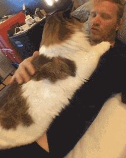 缅因猫好不好呀,缅因猫有不凶的吗