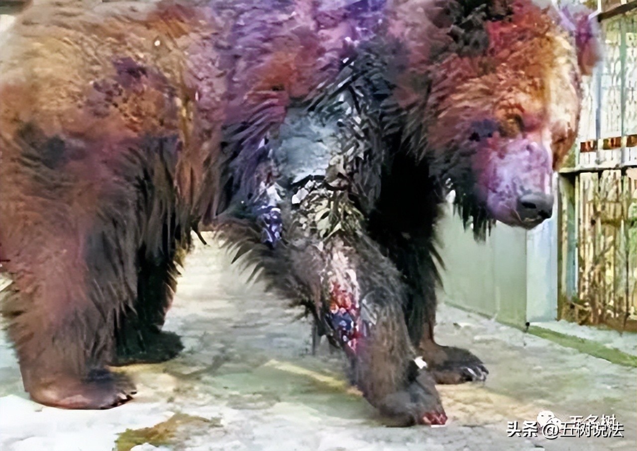 社会正义与职业机会：硫酸泼熊的大学生入职中科院引发思考