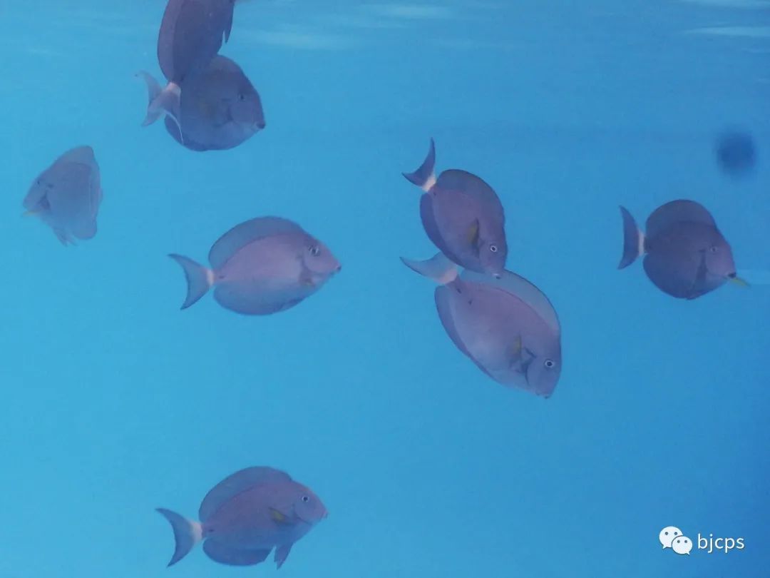 塞班岛为什么免签,塞班岛免签政策45天还是14天