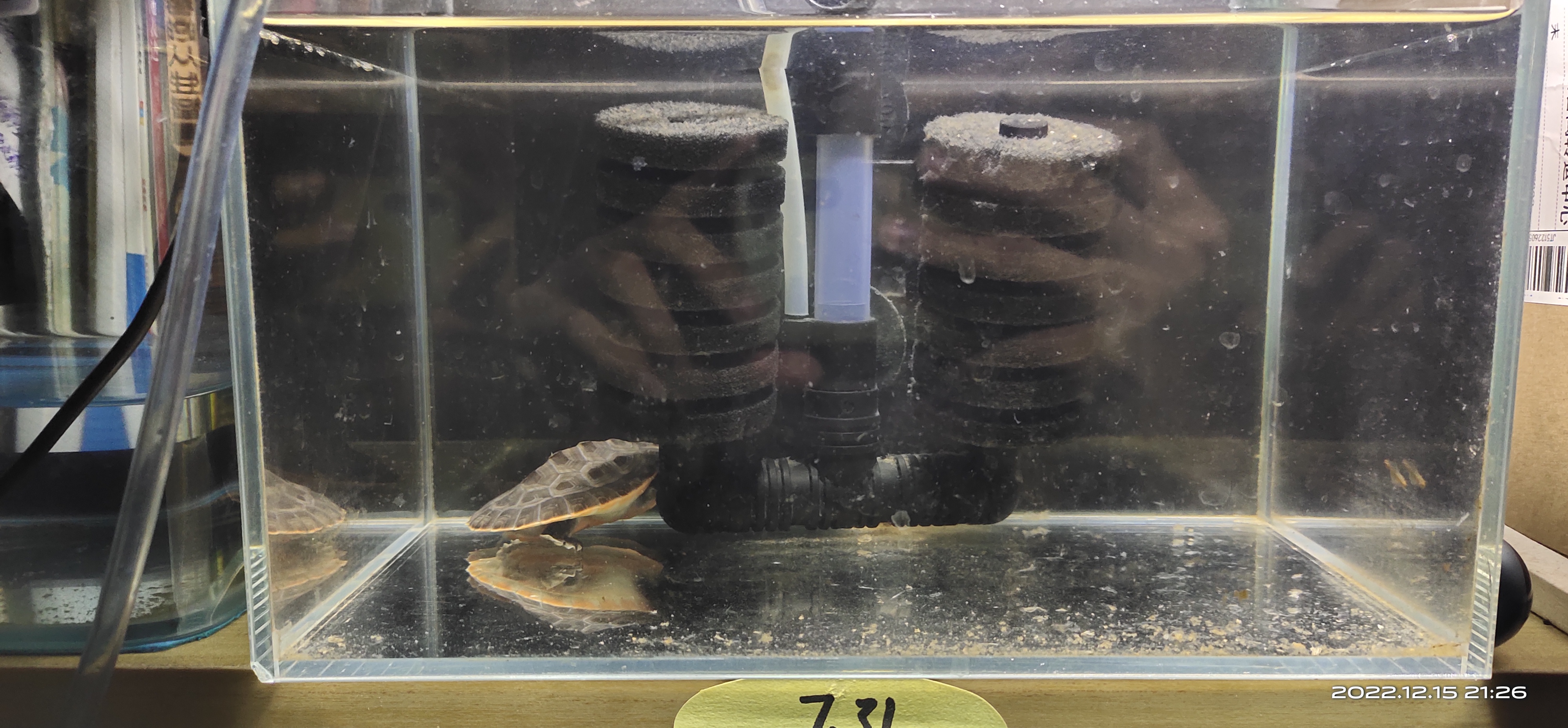 天气温度15摄氏度而已，用浅水冬眠乌龟苗已经扛不住，死了2只龟