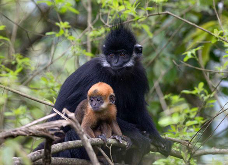 黑叶猴和金丝猴什么关系,最珍稀的黑叶猴