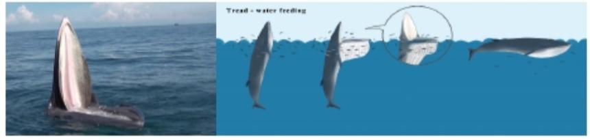 最强干饭人！鲸鱼张开嘴，鱼群就会往嘴里“钻”