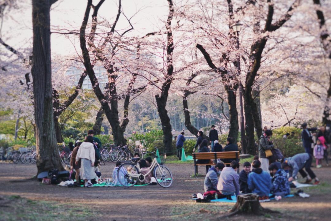 今年日本樱花还能看吗,日本4月底还有樱花看吗