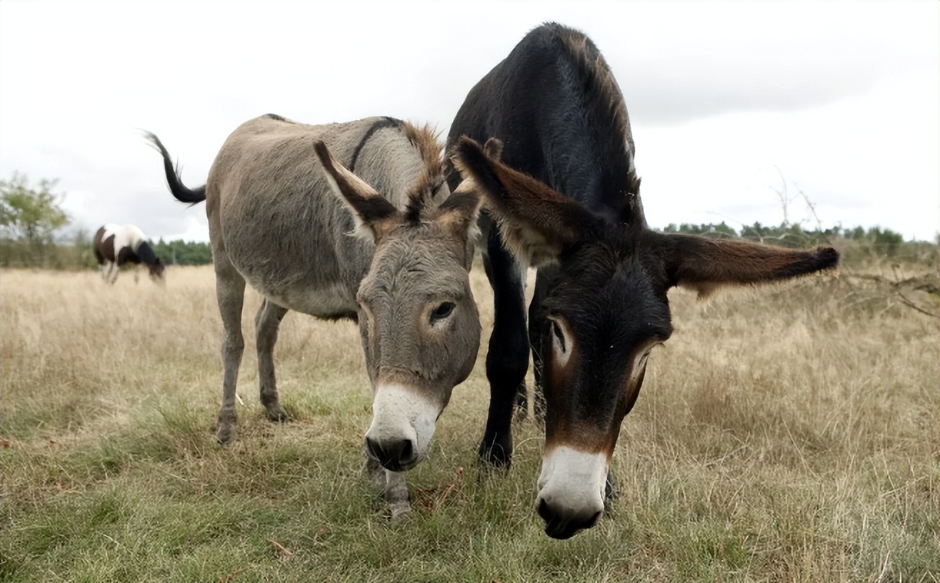 母驴与邻居家公驴配种，之后却意外死亡，农户气不过将其告上法庭
