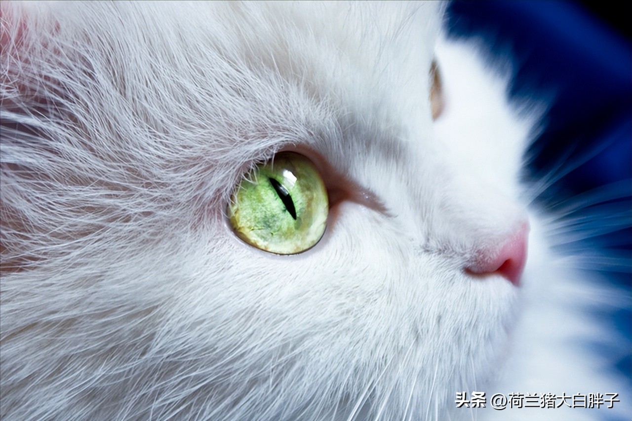 猫咪来月经冷知识,关于猫咪的36个冷知识