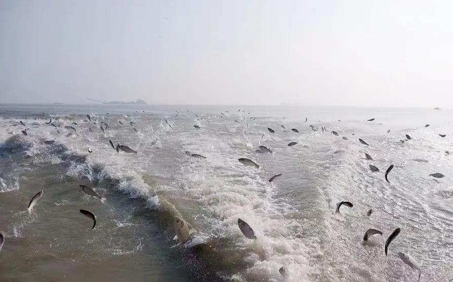 地震前兆有哪些鱼,地震鱼现身日本视频