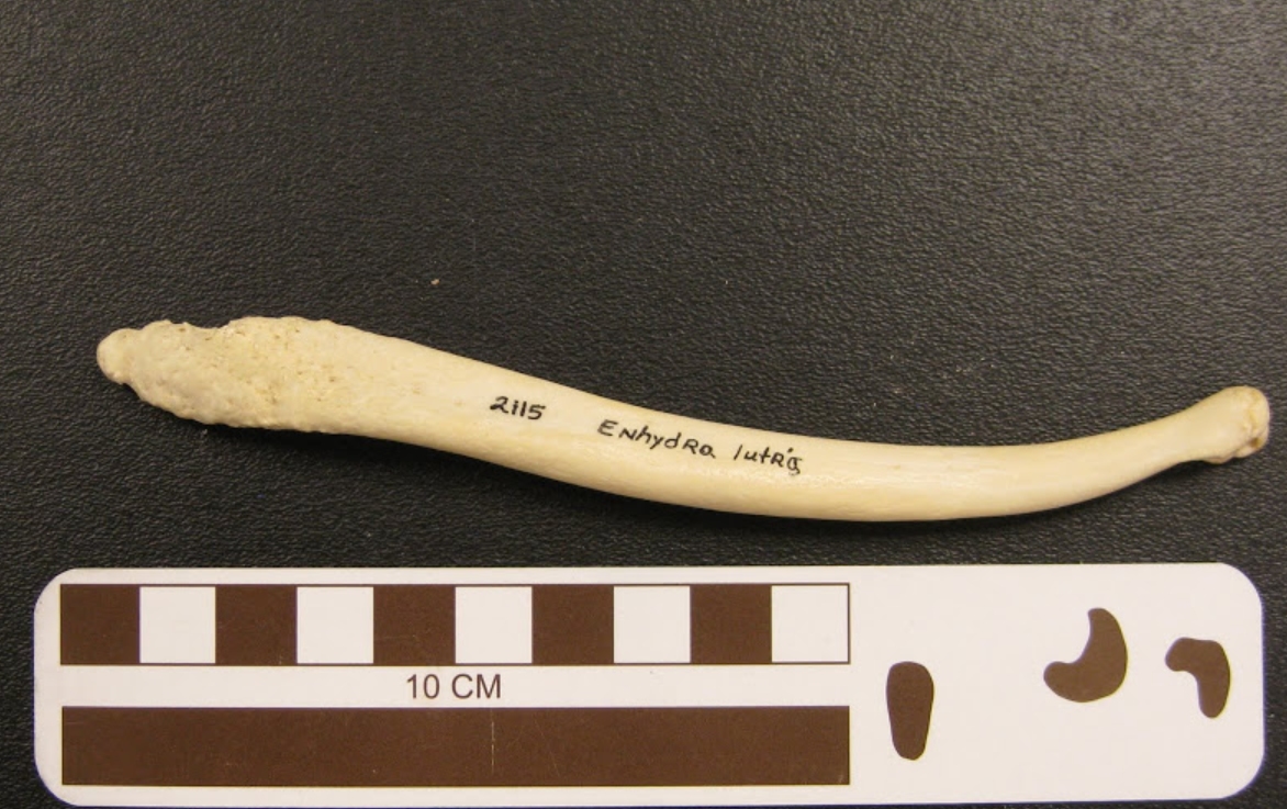 交配明明是为了繁衍后代,为什么雄性海獭,要将雌性折磨致死?