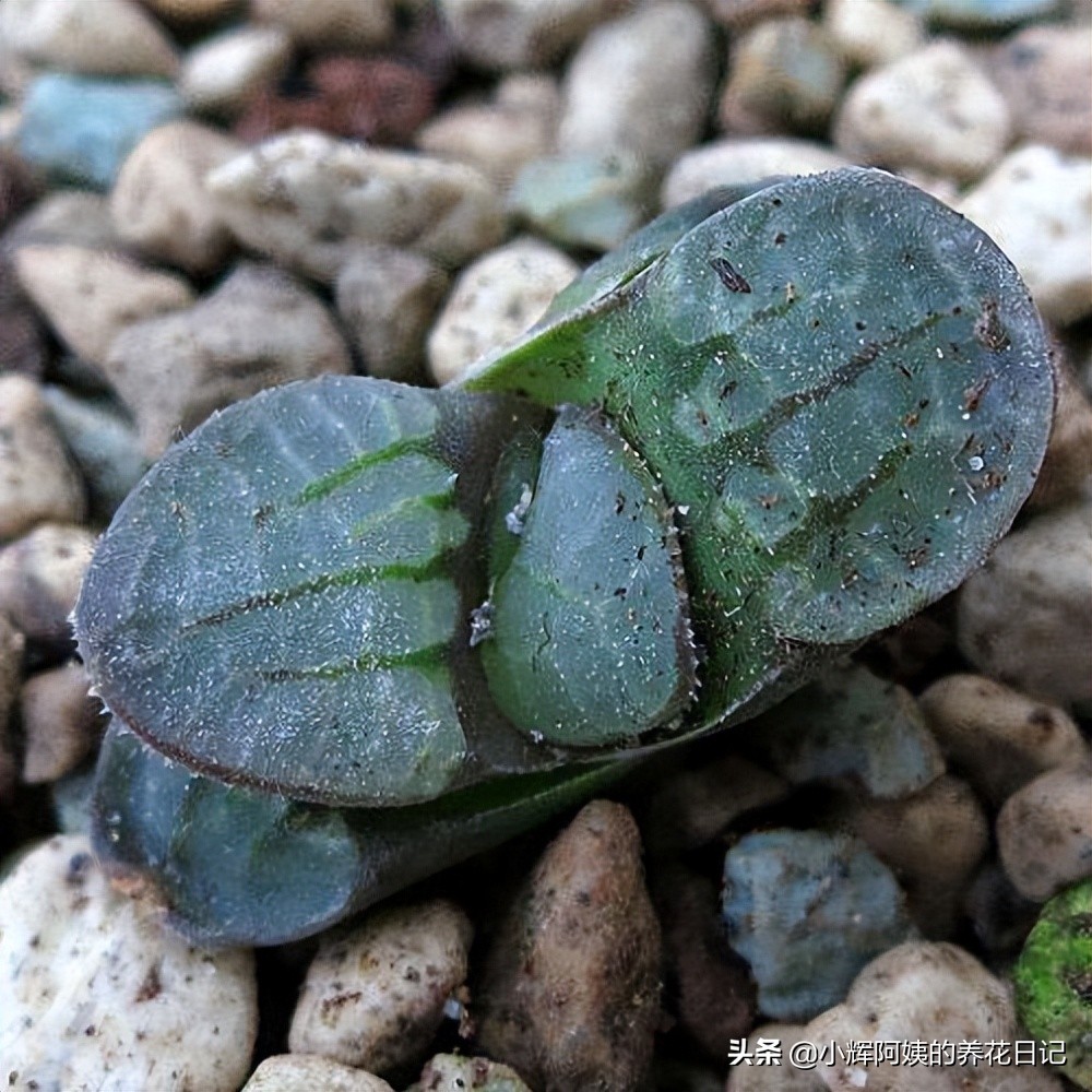 多肉银星,多肉卡罗尔简介