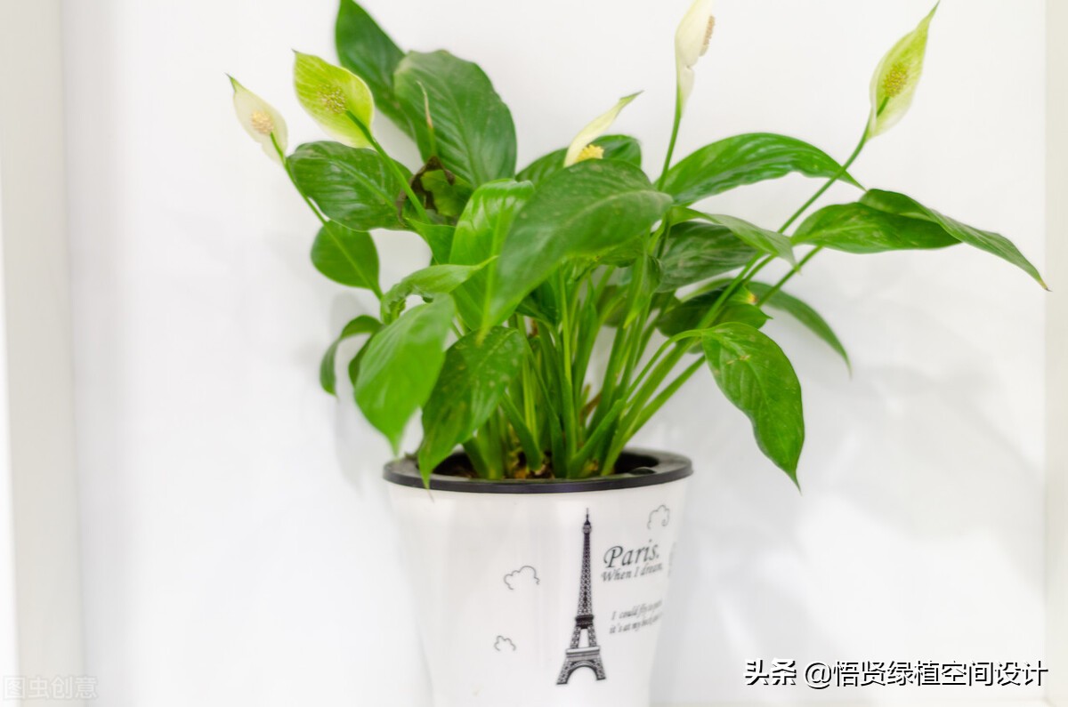 室内盆栽去甲醛植物不需要阳光,绿植盆栽桌面盆栽吸甲醛净化空气