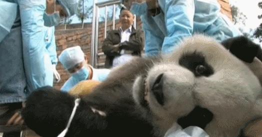 盘点网红大熊猫搞笑场面,大熊猫一摔成名