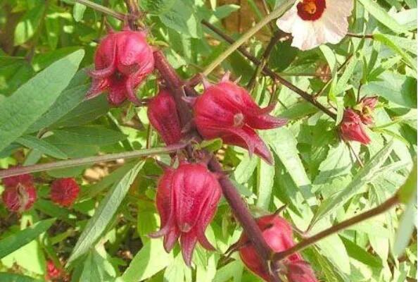 100多种罕见水果欣赏,100种罕见水果名字