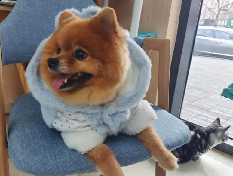 宠物美容加盟靠谱吗,宠物美容加盟排名前十名