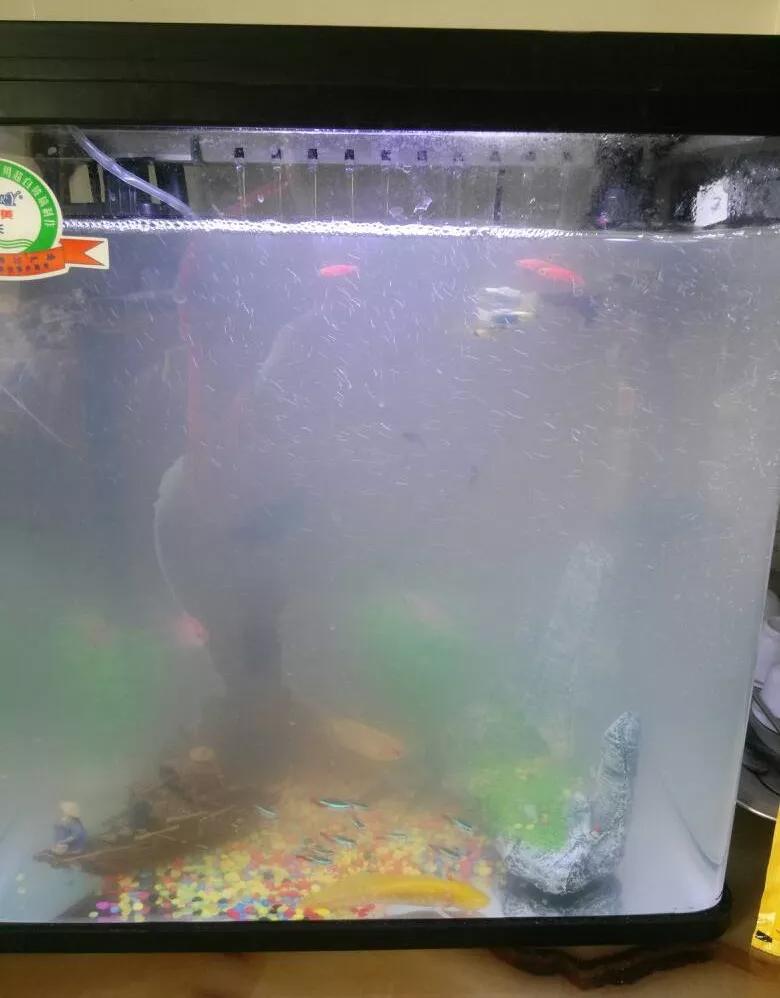 鱼缸加盐应该是换水前还是换水后,鱼缸每3天换水还是每隔3天换水