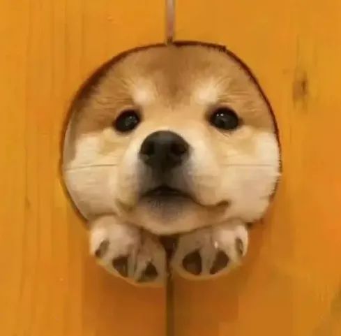 明星雪中氛围感神图大赏！每一张都有让人换成壁纸的冲动！