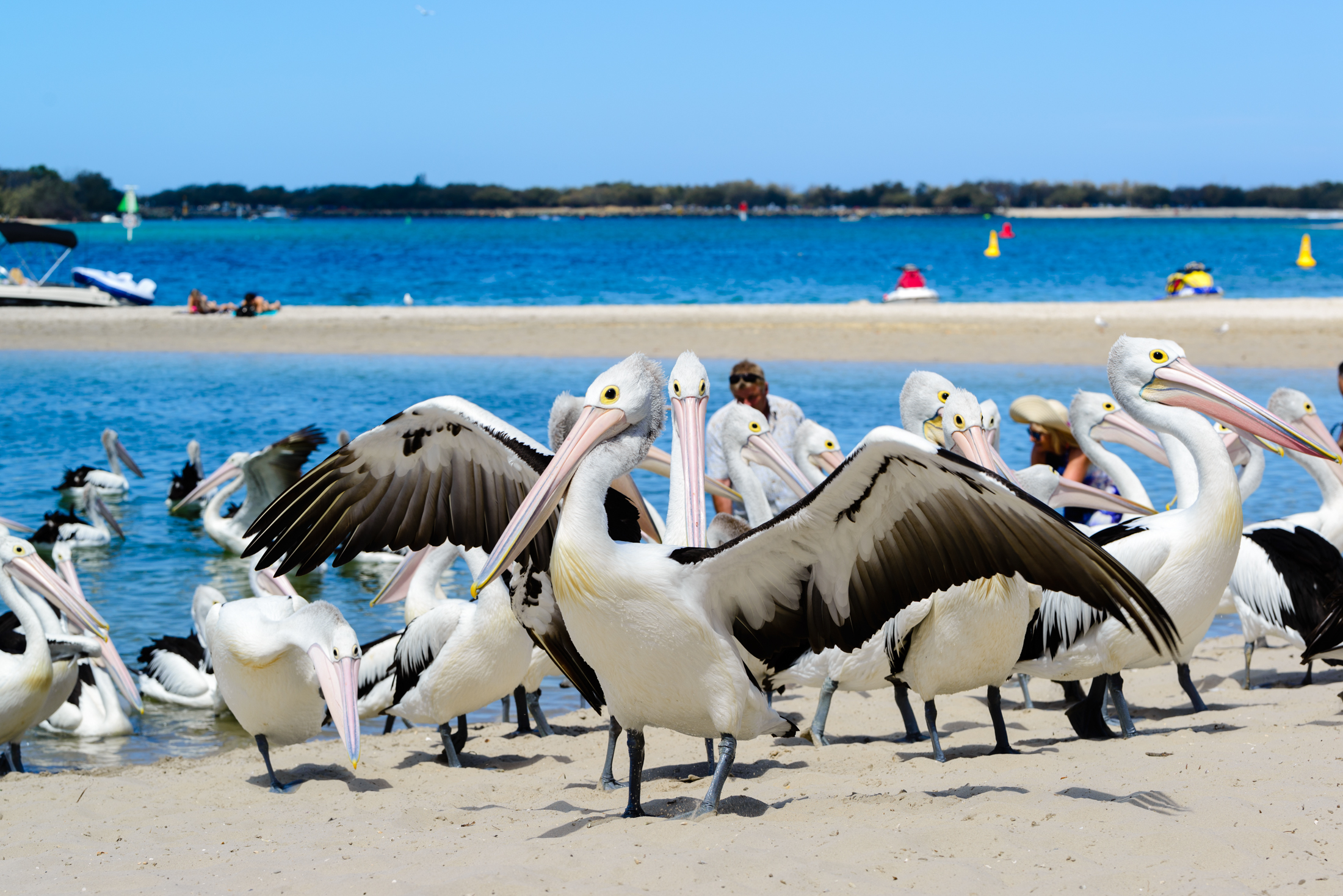 澳洲黄金海岸喂鹈鹕,澳洲海边鹈鹕
