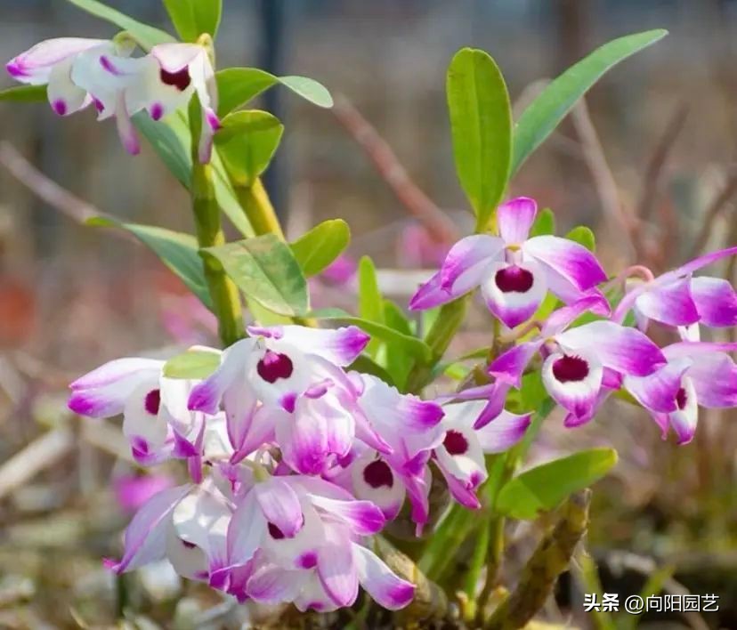 石斛花钉在木板上，挂在露台上，多淋雨水，长得会更快！