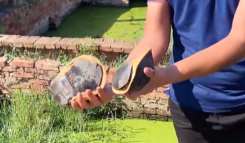 黄缘闭壳龟公母图片,黄缘闭壳龟公母哪个好看