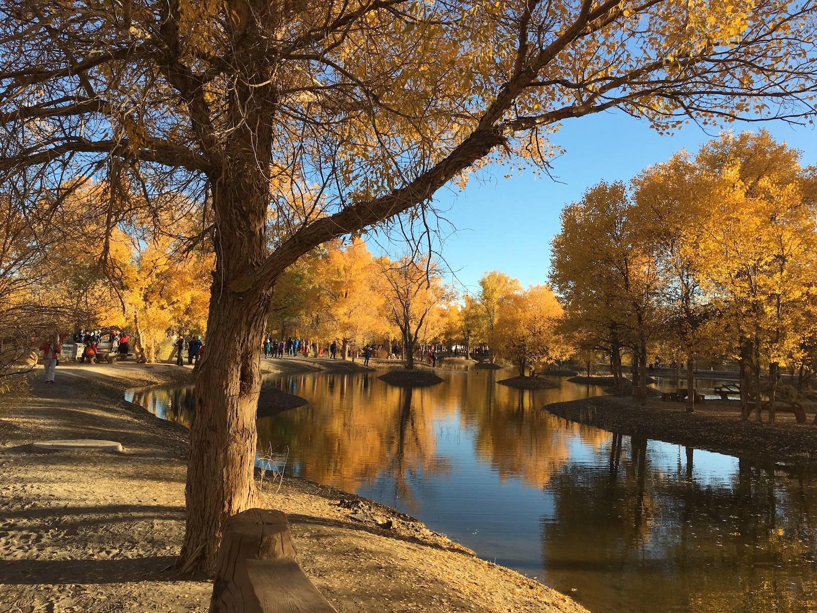 北京自驾额济纳胡杨林十天攻略,从北京到额济纳胡杨林线路