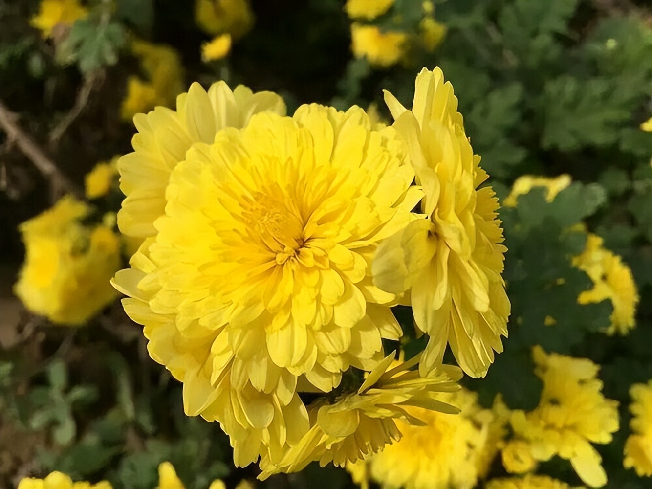 秋天老人喝什么菊花茶,老年人适合喝什么样的菊花茶