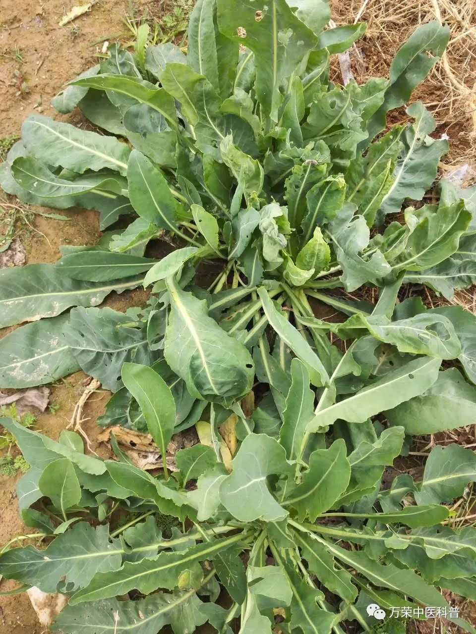 植物幼苗的发展过程详细,植物的幼苗在生长过程中