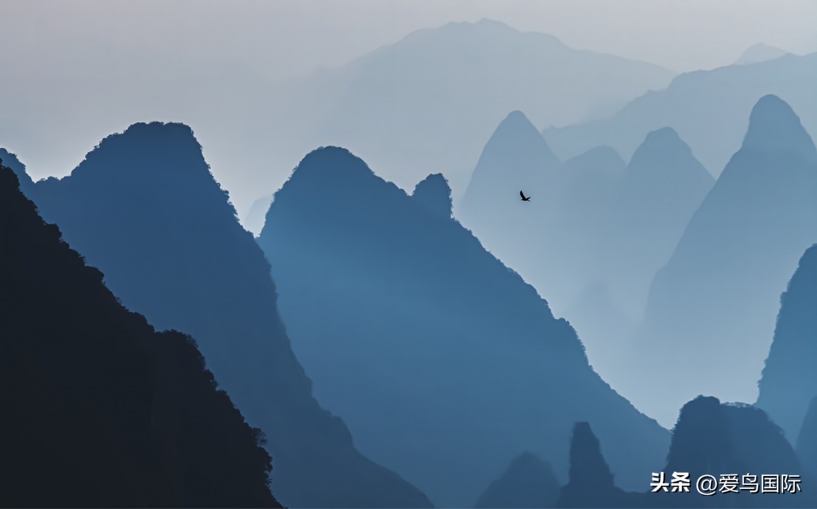 2024观鸟大年,观鸟大年介绍