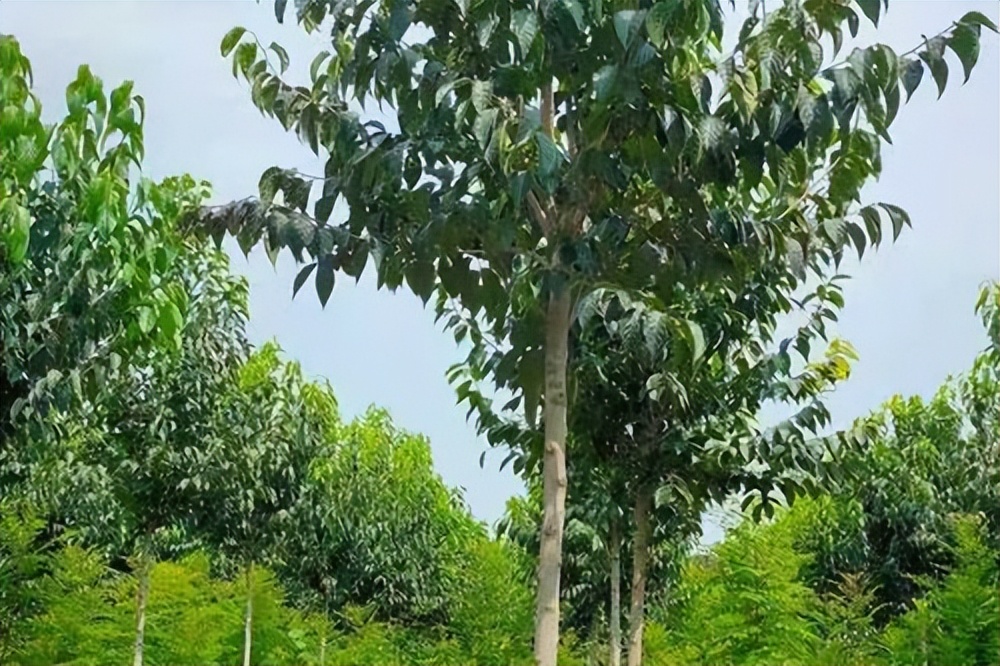 广东大叔发现商机变废为宝,将不要的叶子售卖,年销售达1000多万