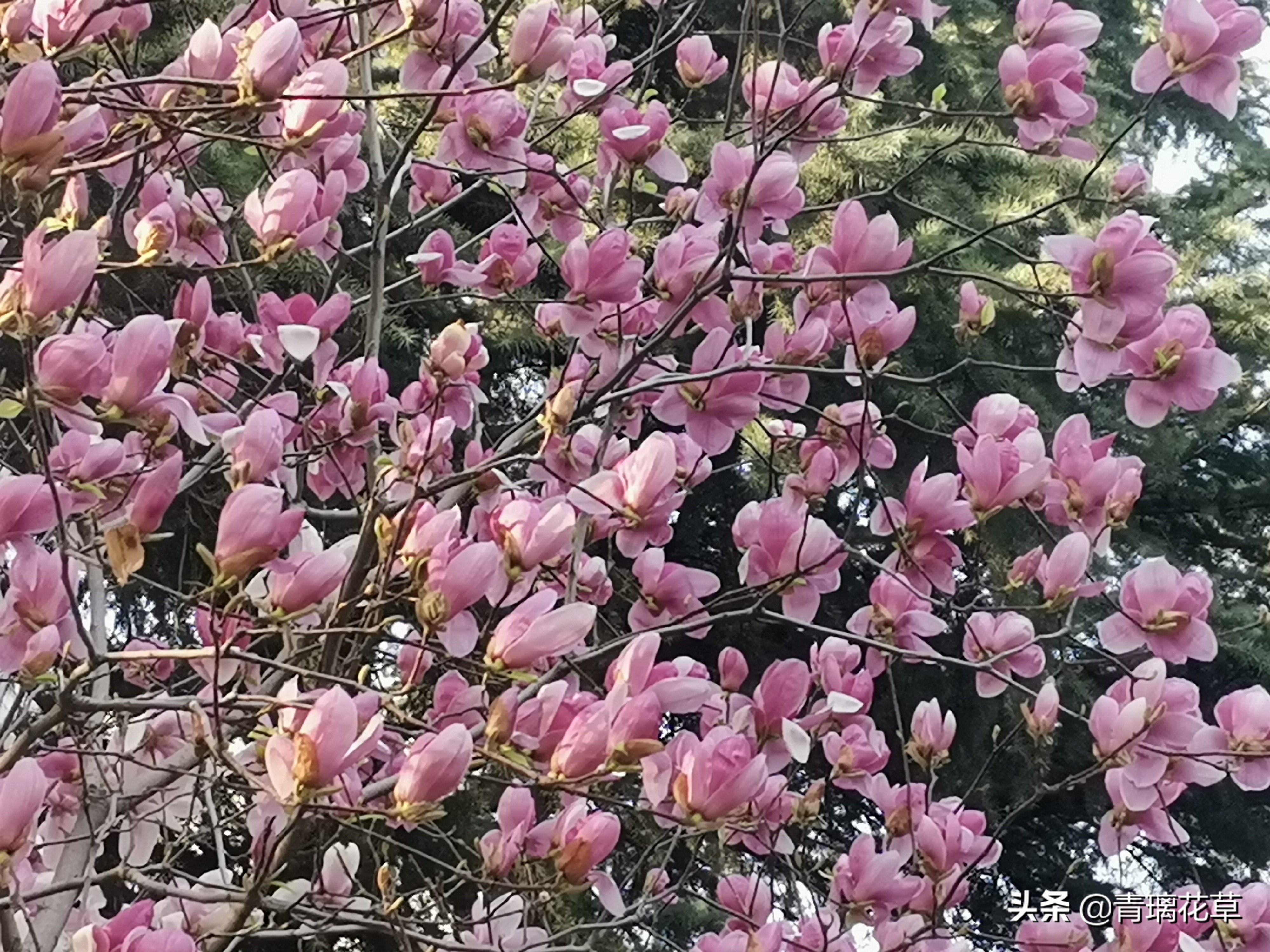 如果有了自己的院子你会种什么,如果有个院子会种什么果树