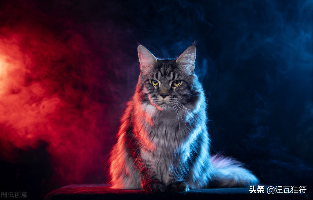 缅因库恩猫银虎斑,缅因猫浅银虎斑