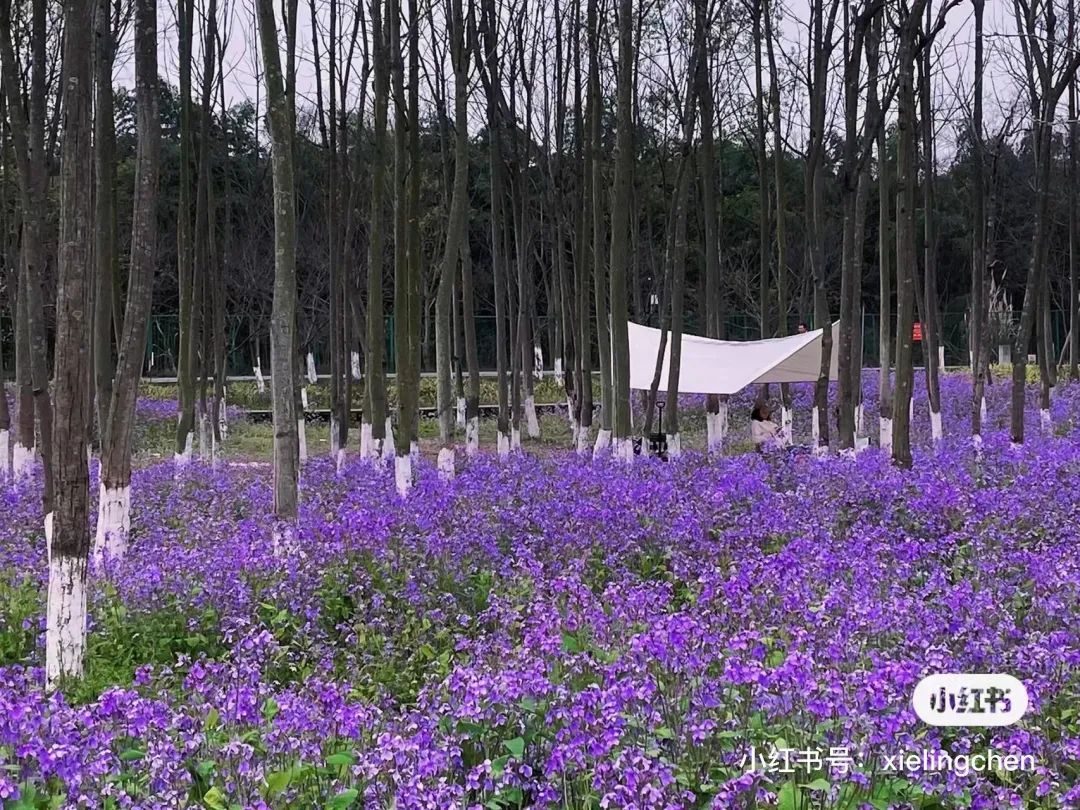 成都周边一日游露营烧烤好去处,成都周边春天适合野炊露营的地方