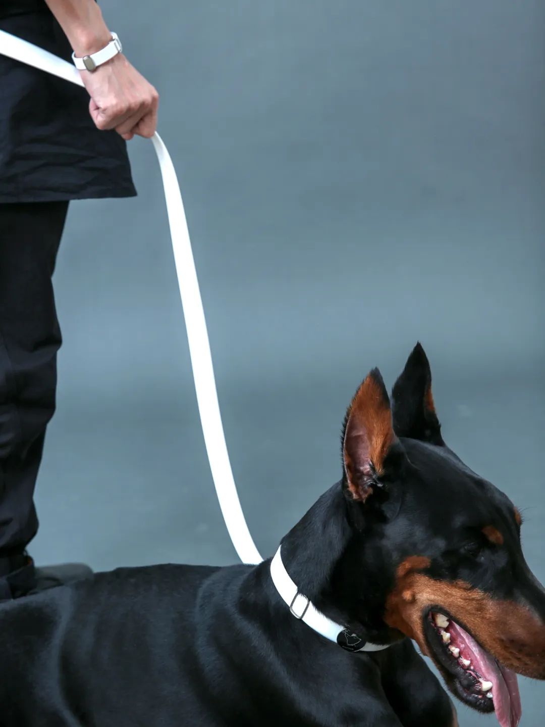 为宠物而设计,极简宠物产品