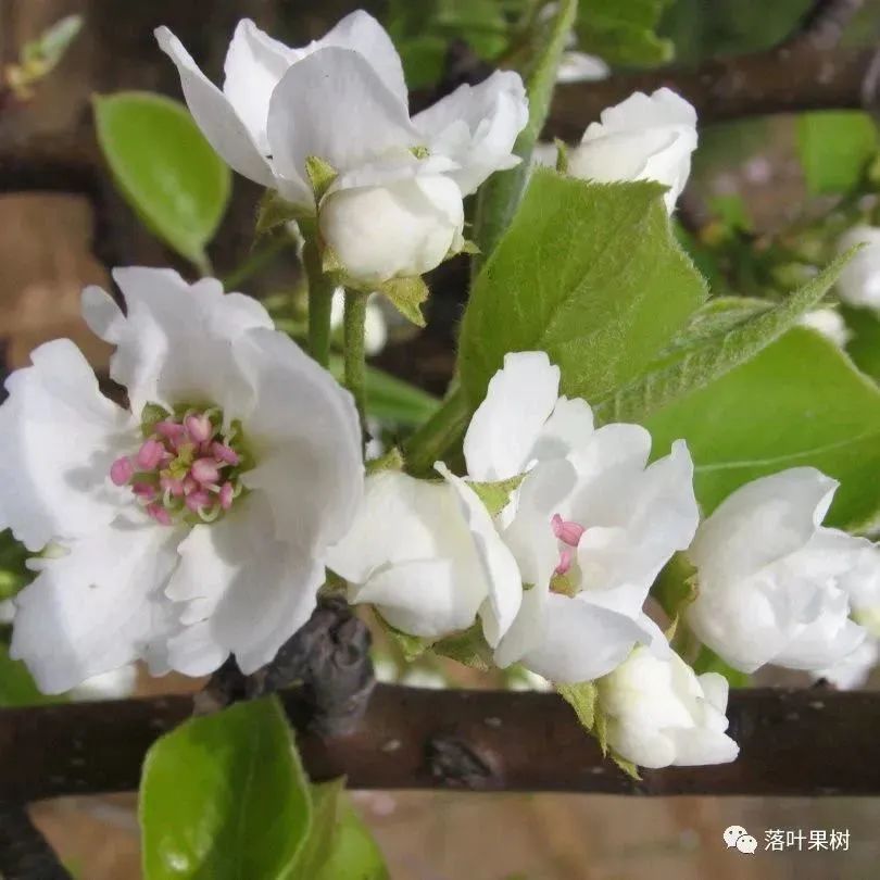 怎样辨别果树花和芽,怎么分辨阳光玫瑰果树