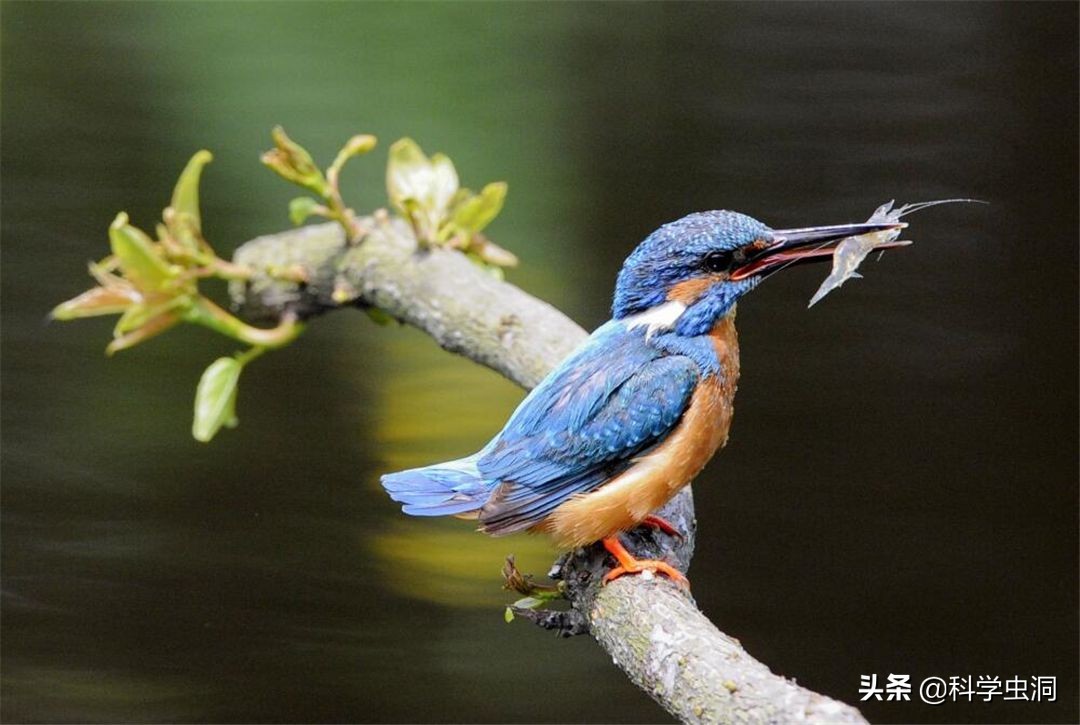 天津女子购买吊坠最终判决,天津女子购买项链吊坠获刑10年