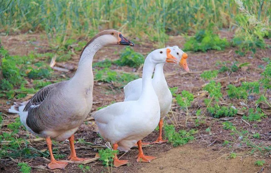 开家禽检疫证明需要什么条件,家禽无检疫证咋办