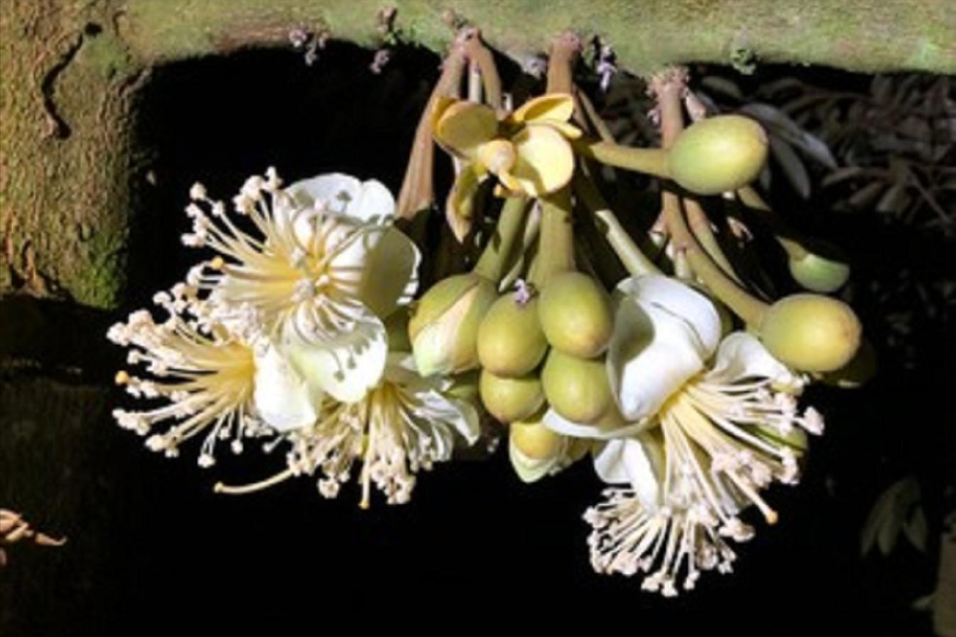 引种64年难量产，3省区仍在坚持种，榴莲跌至“白菜价”不远了？