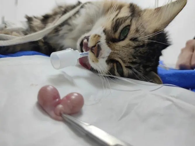 公猫绝育需要注意些什么,公猫绝育不戴项圈怎么办