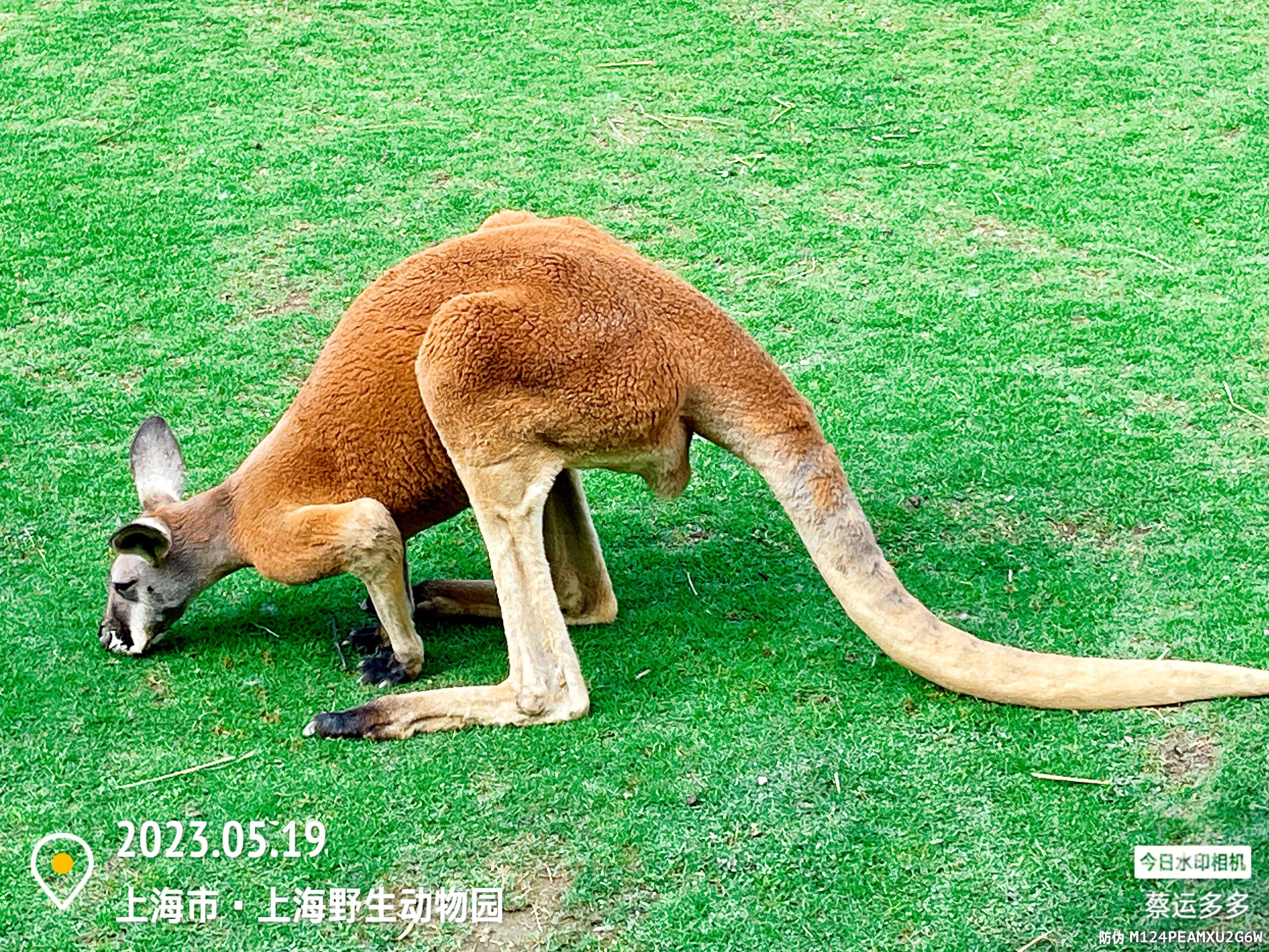 我喜爱的动物是小猫,什么动物招人喜爱