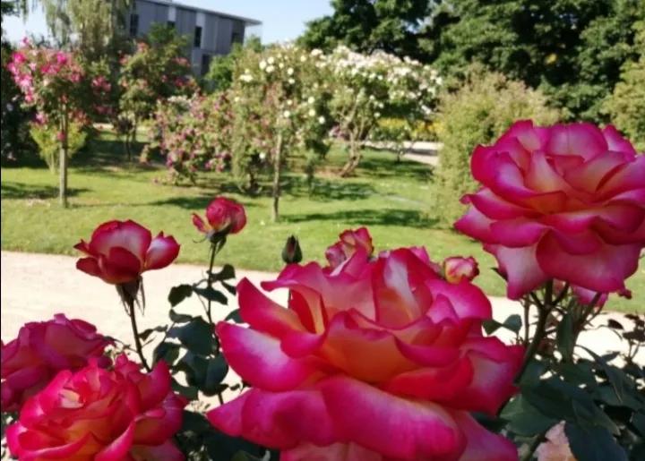 法国玫瑰花园,法国玫瑰花香沐浴露正品