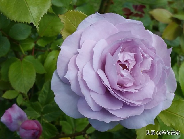 哪种紫色的月季最好看,蓝紫色的月季有哪些
