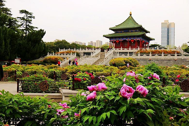 兴庆公园的记忆作者/曹建成