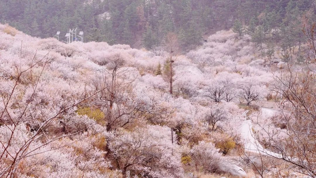 疫情快过去吧，我不想错过这座海滨老城的春天