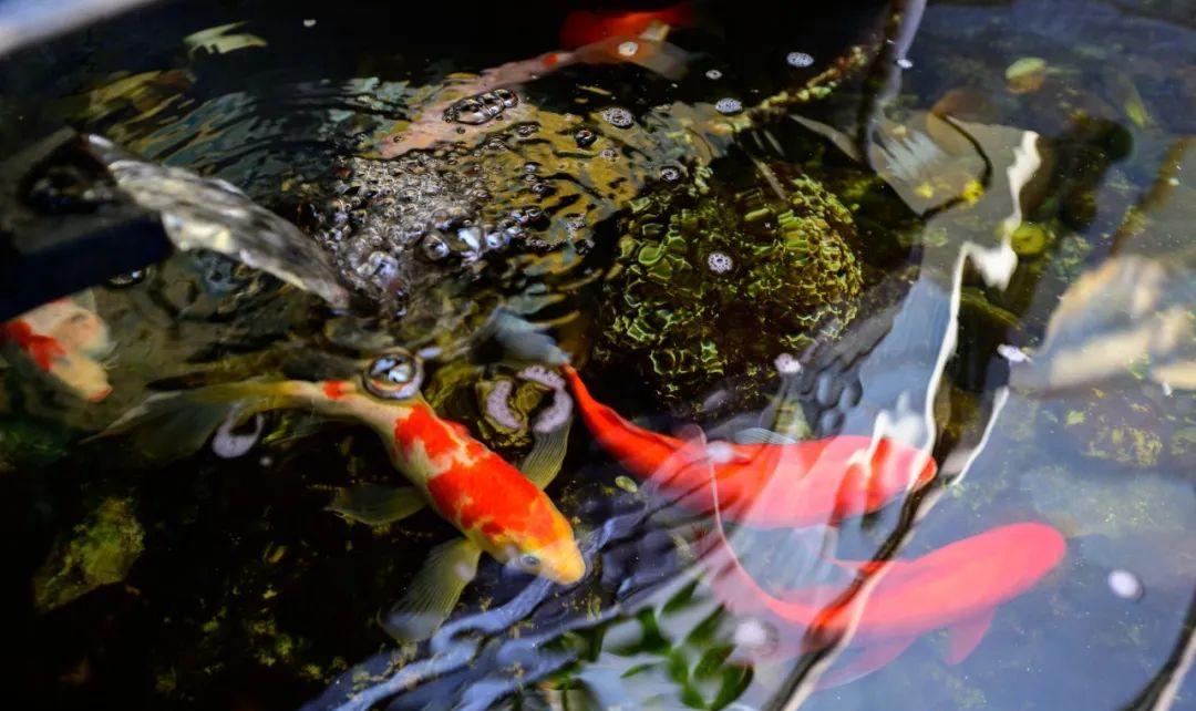 国际蒙氏幼儿园,深圳南山蒙氏幼儿园