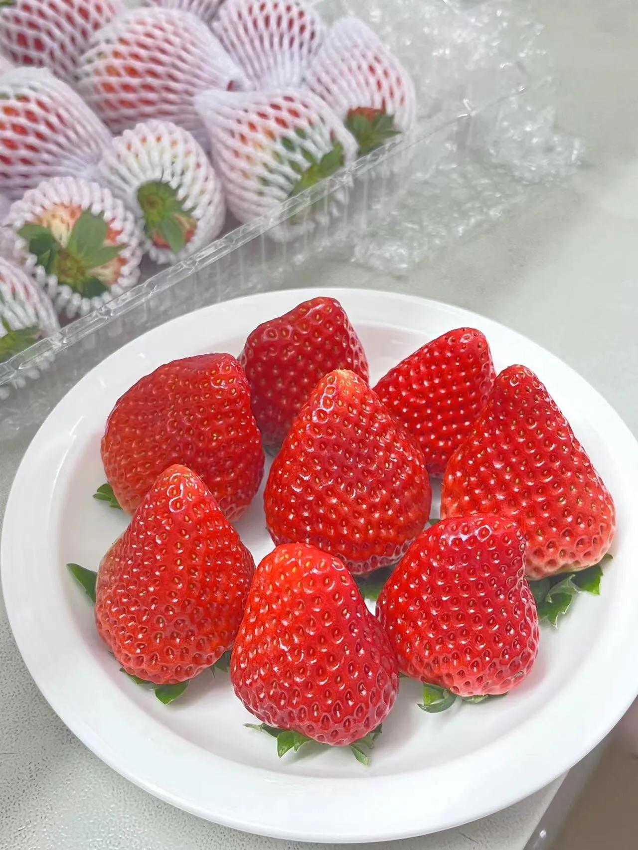 一斤丹东99草莓有多少个,丹东99草莓适合哪里种