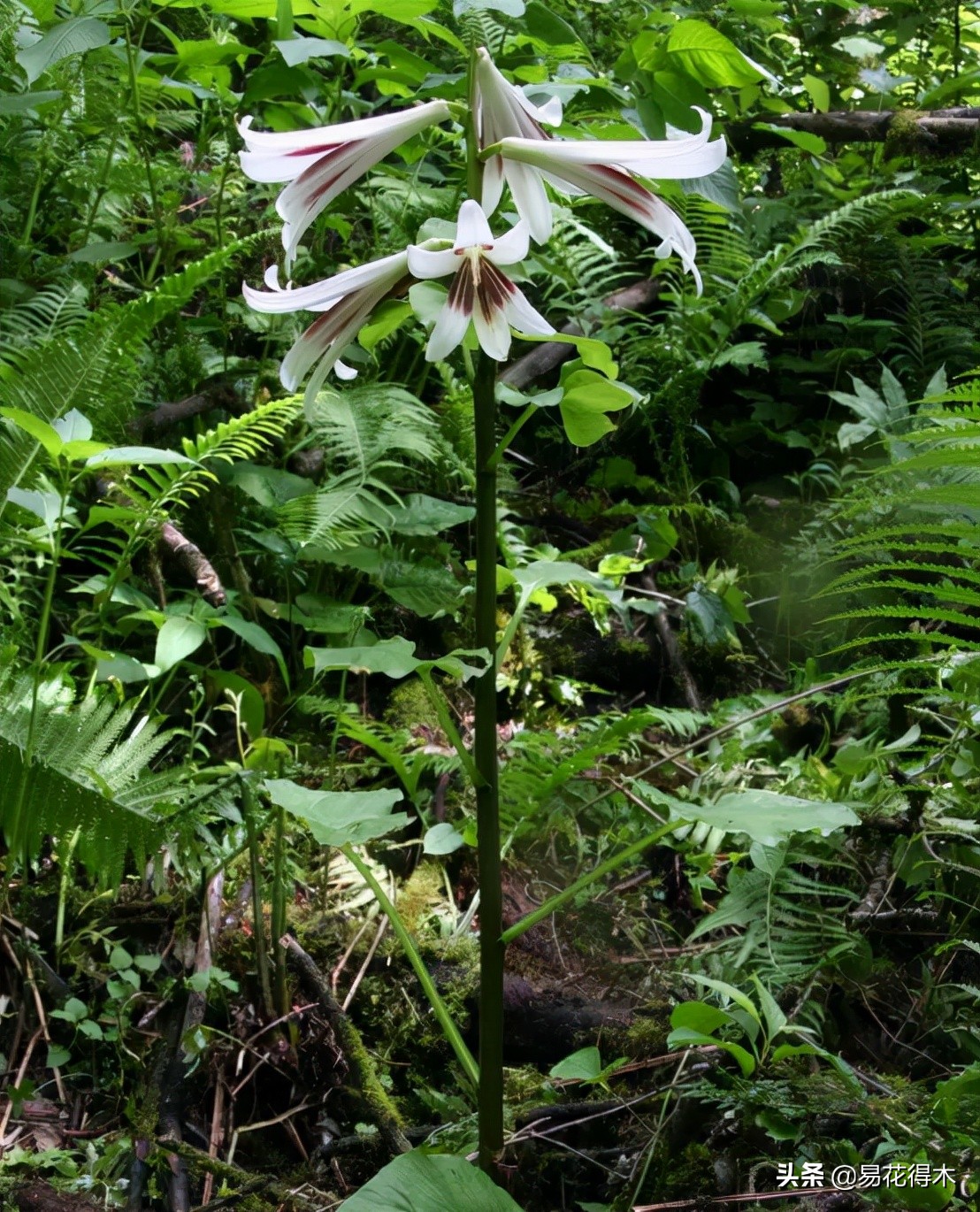 不可思议！高达两米壮观美丽的“百合王子”——大百合